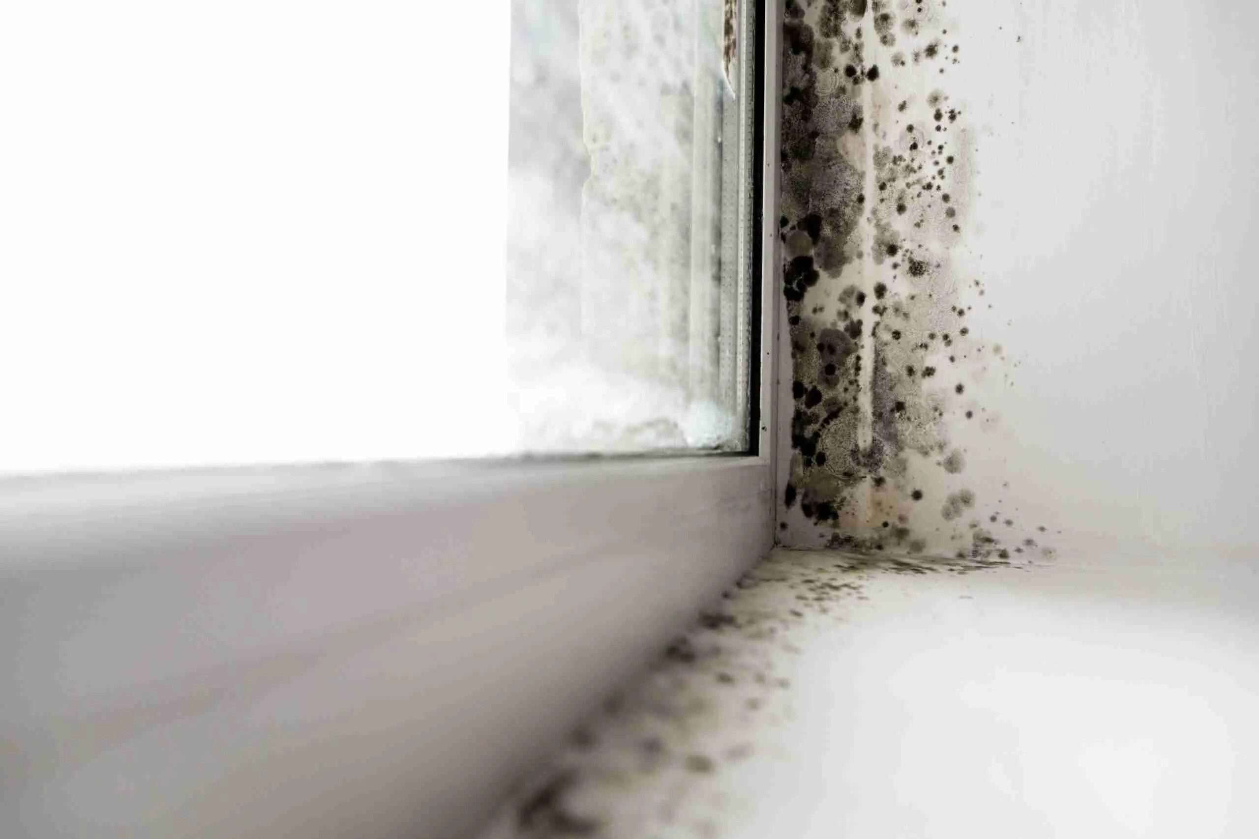 Causes Of Mold In Homes